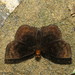 Golden-headed Bolla - Photo (c) Lepidoptera Colombiana, some rights reserved (CC BY-NC), uploaded by Lepidoptera Colombiana
