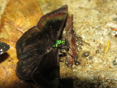 Gorgopas chlorocephala