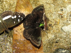 Gorgopas chlorocephala