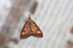 Pyrausta acrionalis