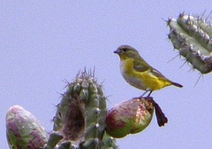 Euphonia trinitatis
