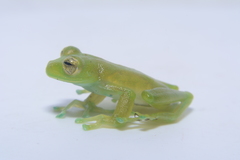 Espadarana durrellorum