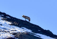 Canis lupus filchneri