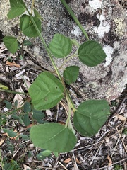 Crossberry (Grewia latifolia)
