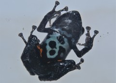 Pristimantis ventrimarmoratus