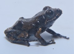 Pristimantis ventrimarmoratus