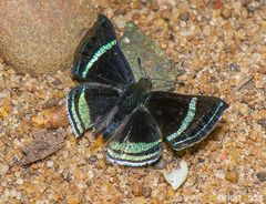 Chalodeta theodora