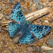 Mariposa Azul de Brazil - Photo (c) Morten Ross, algunos derechos reservados (CC BY-NC), uploaded by Morten Ross