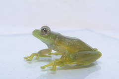 Rulyrana flavopunctata