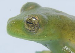 Espadarana durrellorum