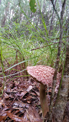 Boletellus ananas image