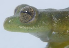 Rulyrana flavopunctata