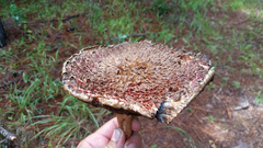 Boletellus ananas image