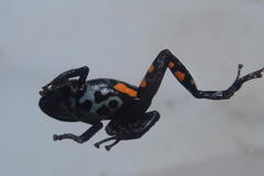 Pristimantis ventrimarmoratus