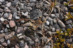 Mononeuria groenlandica