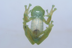 Espadarana durrellorum