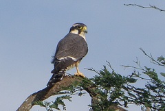 Falco femoralis