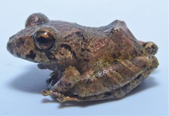 Pristimantis mallii