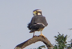 Falco femoralis