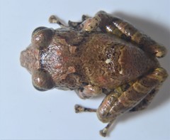 Pristimantis mallii