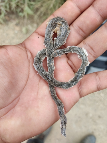 Myers' Graceful Brown Snake