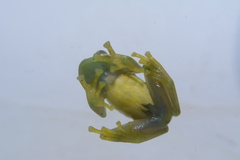 Rulyrana flavopunctata