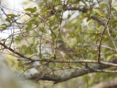 Phylloscopus borealis