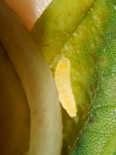 locust gall midge, photo 4 of 9