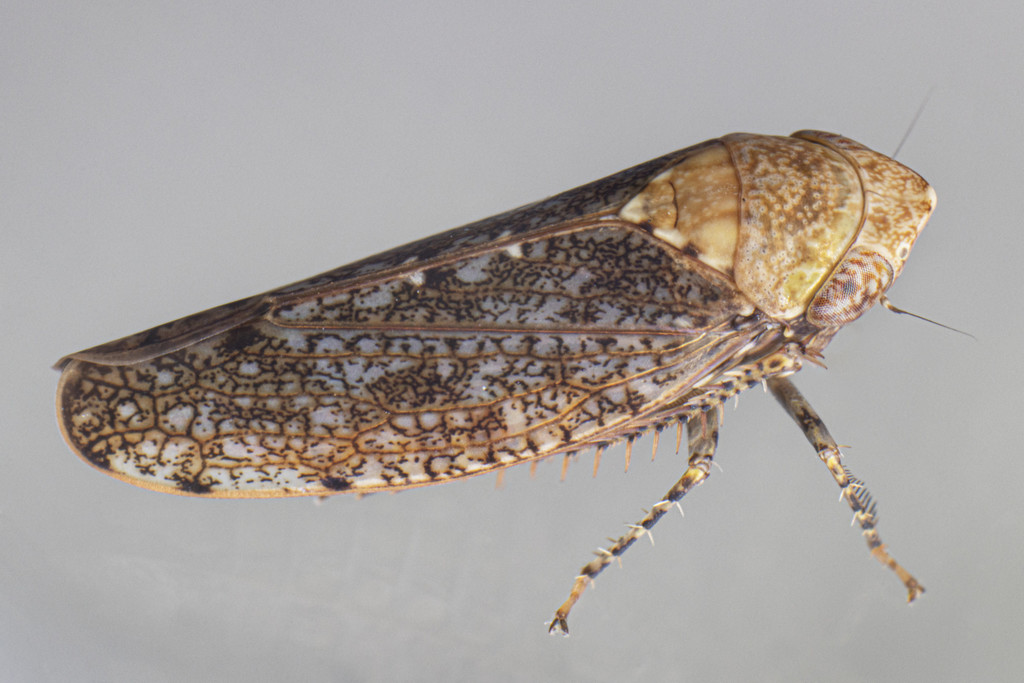 Paraphlepsius fulvidorsum