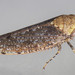 Paraphlepsius fulvidorsum - Photo (c) solomon hendrix,  זכויות יוצרים חלקיות (CC BY-NC), הועלה על ידי solomon hendrix