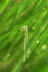 Ischnura graellsii