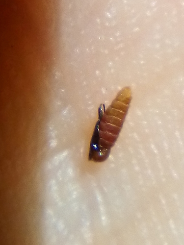 locust gall midge, photo 7 of 9