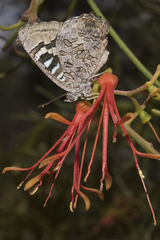 Ogyris amaryllis