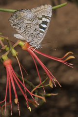 Ogyris amaryllis