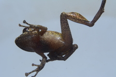 Pristimantis mallii