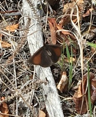 Erebia discoidalis