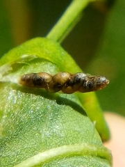 Platygaster robiniae