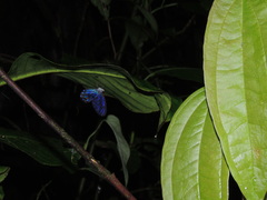 Pseudohaetera hypaesia