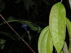 Pseudohaetera hypaesia