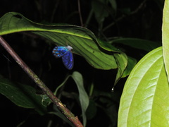 Pseudohaetera hypaesia