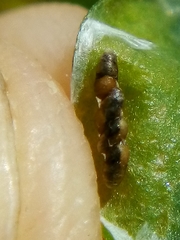 Platygaster robiniae