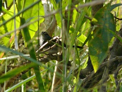 Arremonops conirostris