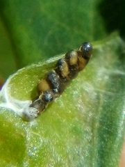 Platygaster robiniae