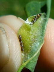 Platygaster robiniae