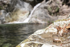 Craugastor rugulosus