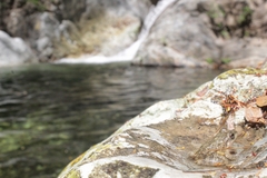 Craugastor rugulosus