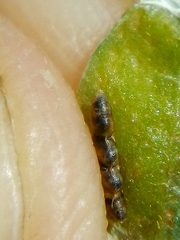 Platygaster robiniae