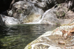 Craugastor rugulosus