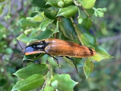 Semiotus luteipennis