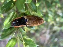 Semiotus luteipennis